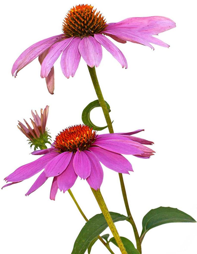 Pink Flowers