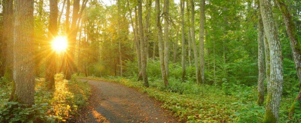 Walking Trails