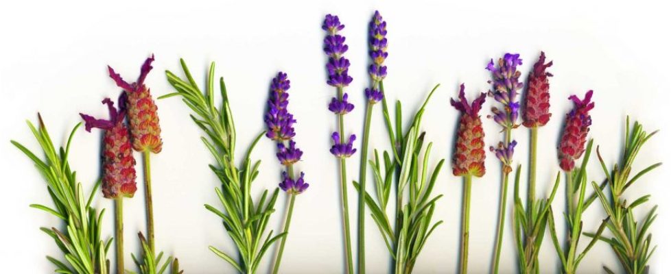 Natural settings at Hoosier Village