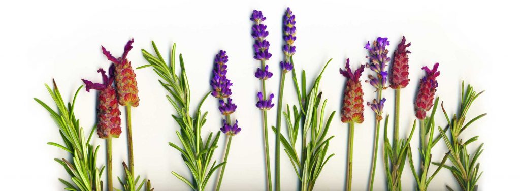 Decorative photo of herbs and flowers