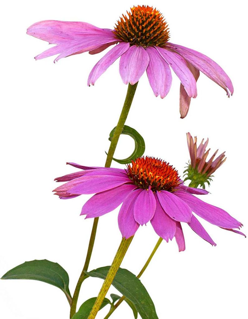 Pink Flowers